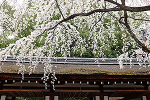 京都・平野神社「魁桜」