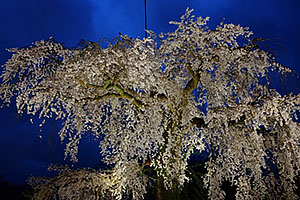 京都丸山公園の枝垂れ桜。