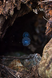 金毘羅ロッククライミングガーデンの二重の蜘蛛の巣