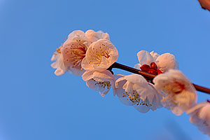 夕陽に照らされた世田谷区羽根木公園の梅