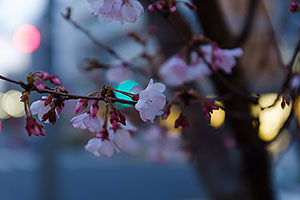 駅前通りの桜が開花