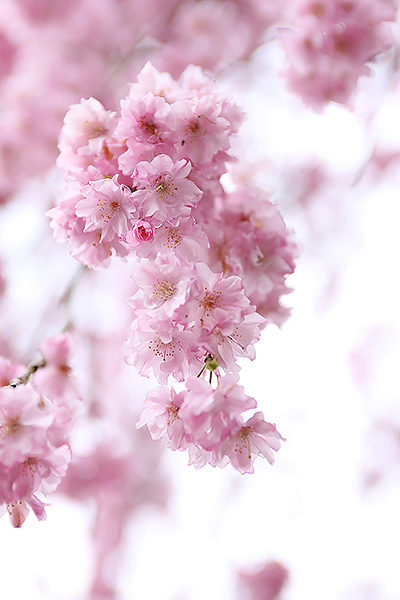 桜の開花とともに日本列島を旅してみたい