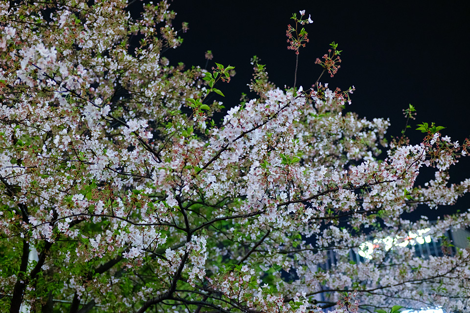 渋谷駅前の葉桜